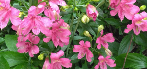 花言葉は「持続」「未来へのあこがれ」など