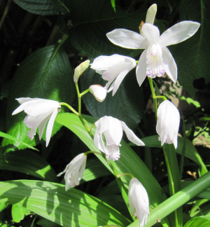 花言葉は「あなたを忘れない」「変らぬ愛」