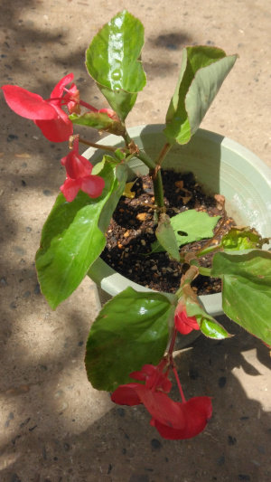 花言葉は「片想い」「親切」「幸せな日々」