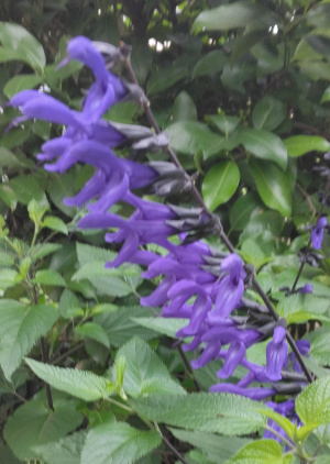 花言葉は「家族愛」「家庭的」