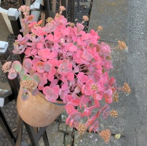 紅葉したミセバヤ